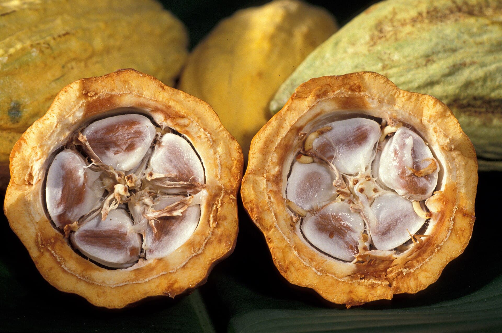 Boabele de cacao — banii dulci ai aztecilor